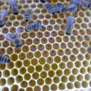 Пчелини Речни Лозя